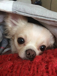 35041