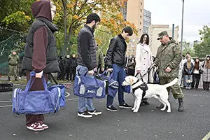 50955.webp