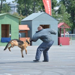 DSC_9291.jpg